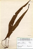 藏品(奧瓦葦)的圖片